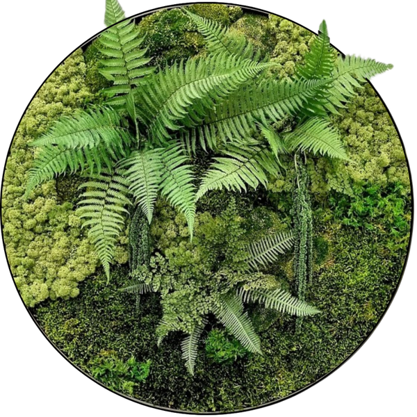 Wandcirkel meet echt mos en varens zoals ze in de natuur groeien | Pakhuis design van Metiez