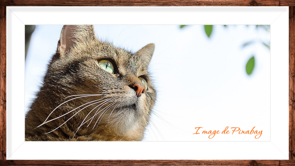 Reiki pour nos animaux