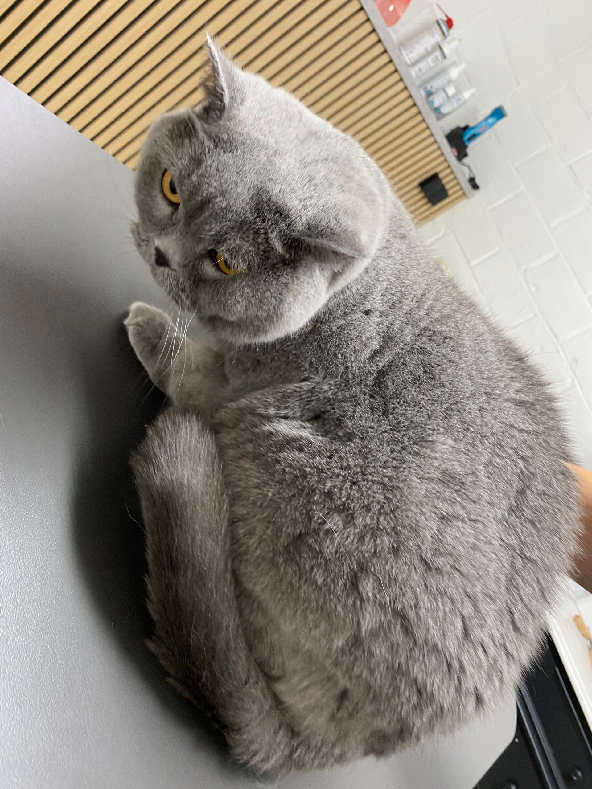 voor trimbeurt bij een kattentrimster / kattentrimmer