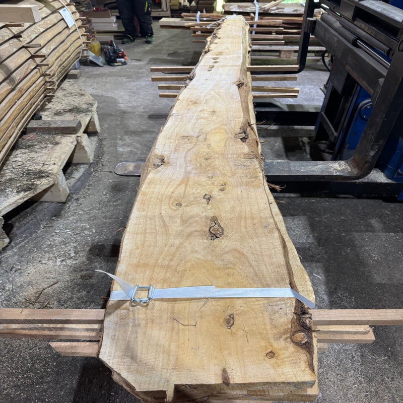 Thuja Massivholz