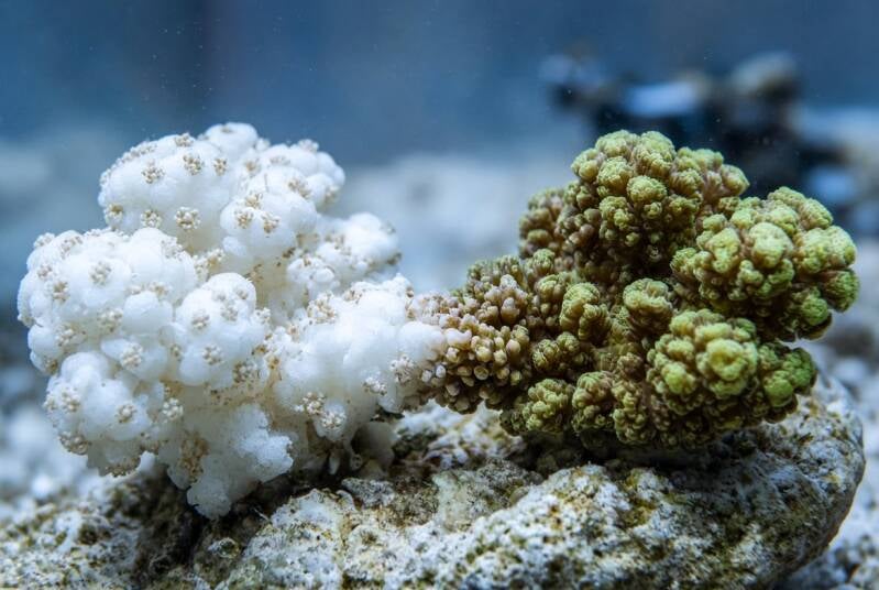 Illustrative photograph of pale and brown-green coral fragments side by side