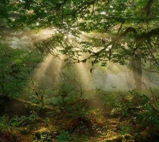 Sunlight streaming in golden shafts through a green forest canopy onto ferns below