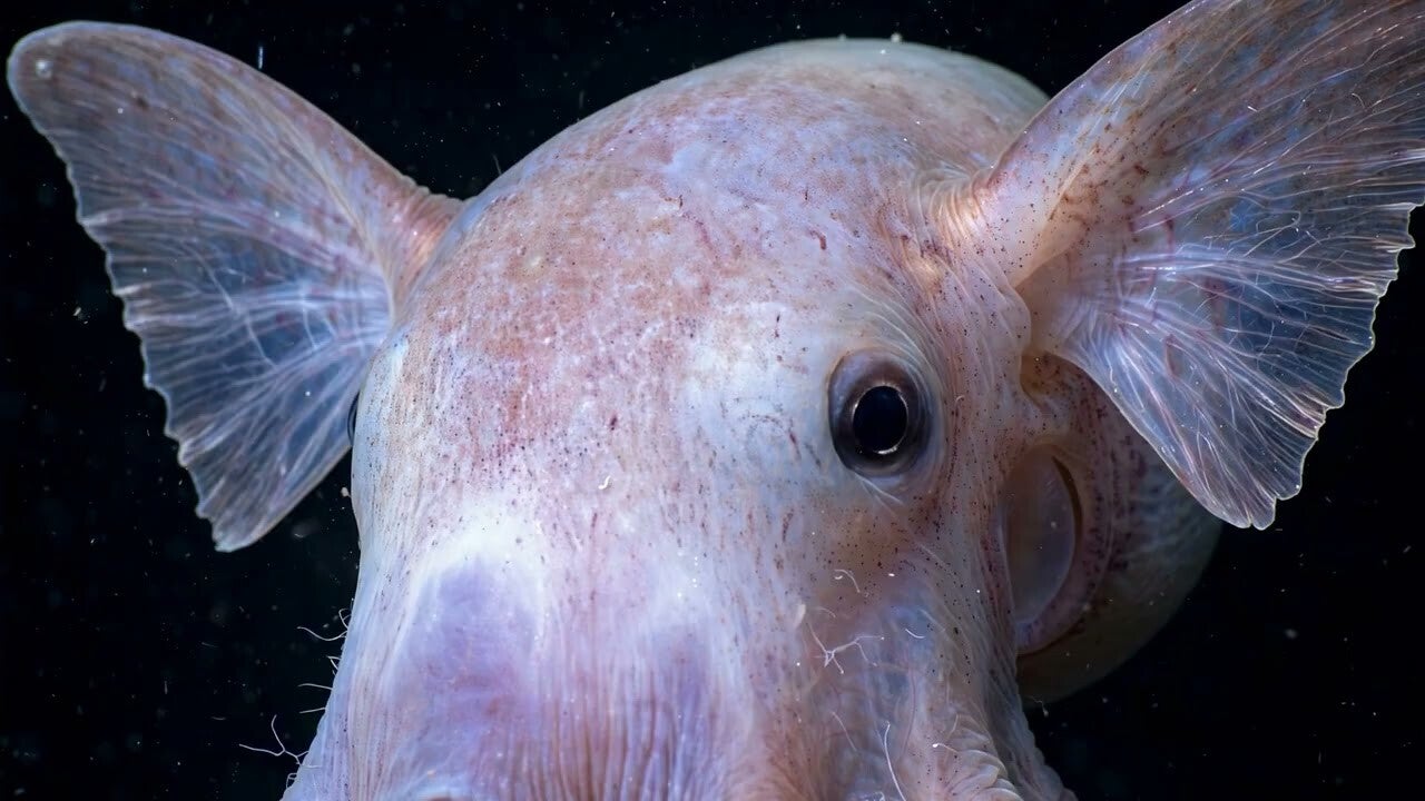 Thumbnail for Episode 1, Dumbo Octopus — a pale dumbo octopus with large ear-like fins in the deep sea