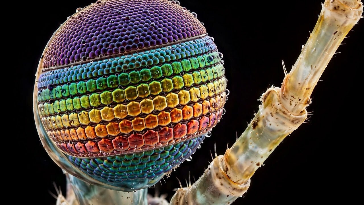 Thumbnail for Episode 2, Mantis Shrimp — an extreme close-up of a mantis shrimp's rainbow-colored compound eye