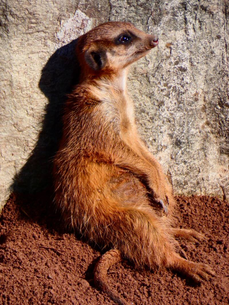 Foto: Tierpark Hellabrunn, Stephanie Pittner