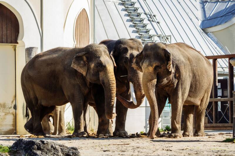 Foto: Tierpark Hellabrunn, Jan Saure