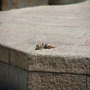 dsc_0017-standard-aug1qv.jpg