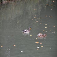 dsc_0054-standard-byo80c.jpg