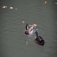 dsc_0058-standard-hacliz.jpg