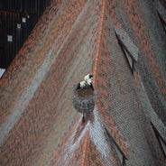 dsc_0107-standard-butfm3.jpg