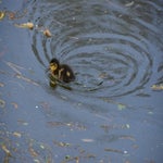 dsc_0132-standard-1o4je6.jpg