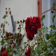 dsc_0256-standard-6ibft8.jpg