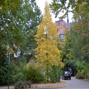 dsc_0265-standard-yj5ab1.jpg