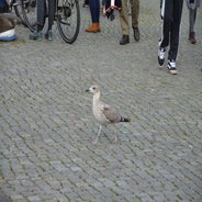 dsc_0406-standard.jpg