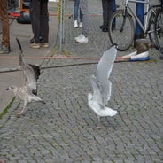 dsc_0407-standard.jpg
