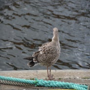 dsc_0479-standard.jpg