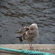 dsc_0480-standard.jpg