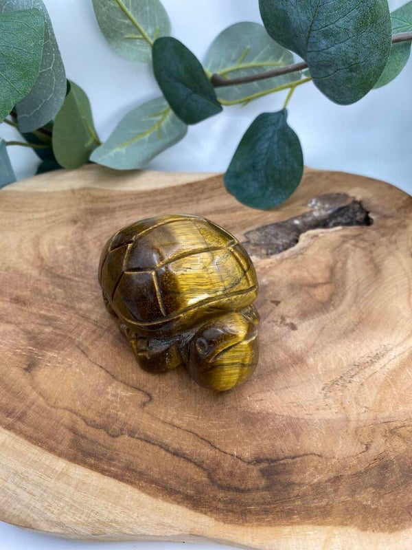 Tigerauge Schildkröte