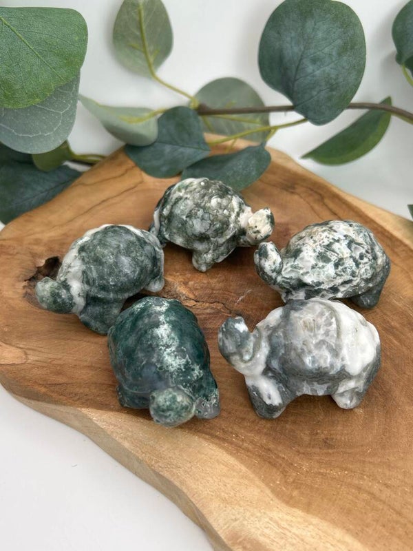Moosachat Schildkröte