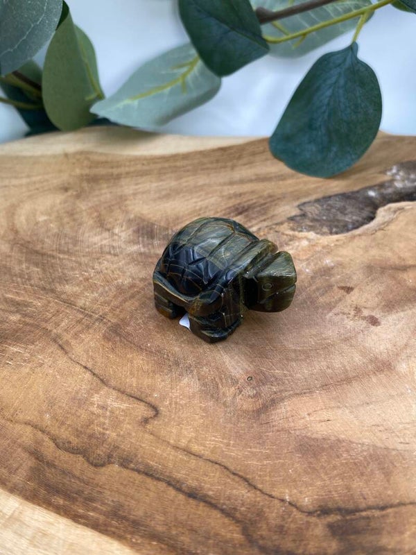 Blaues Tigerauge Schildkröte