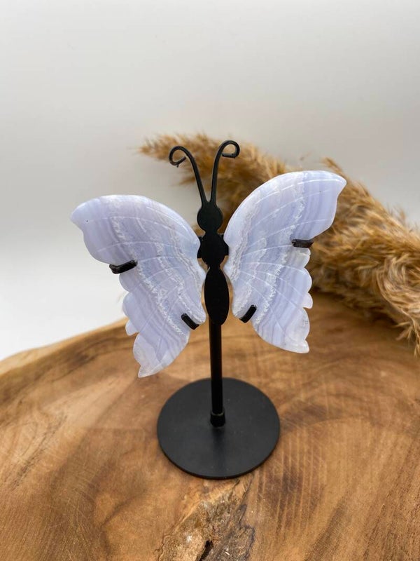 Blue Lace Achat Schmetterling