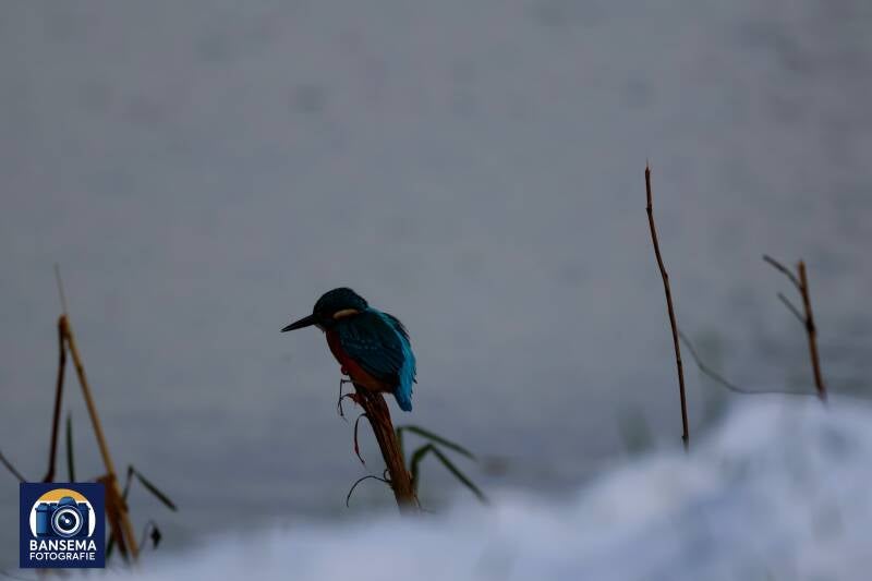 Ijsvogels in de Sneeuw in Hoogeveen