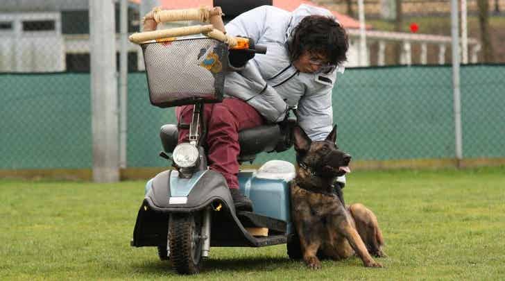 VERKEERSZEKERE HOND