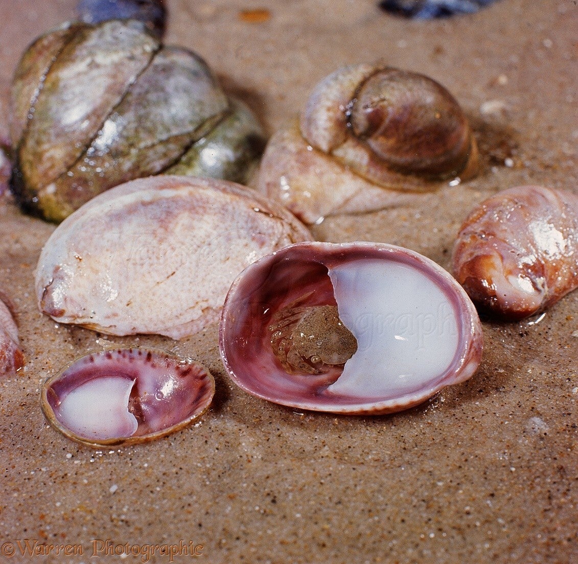 Slipper Limpet