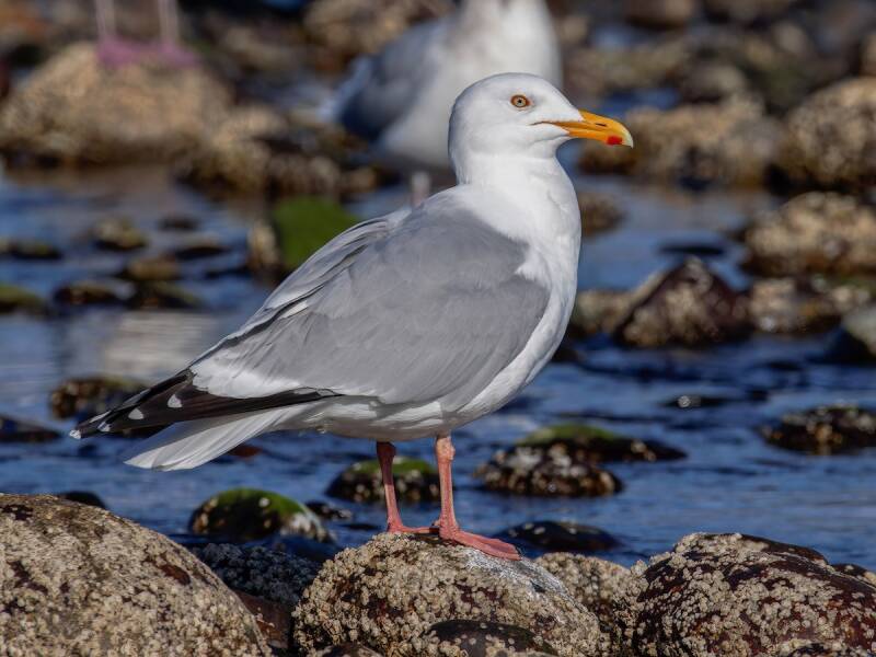 Herring Gull