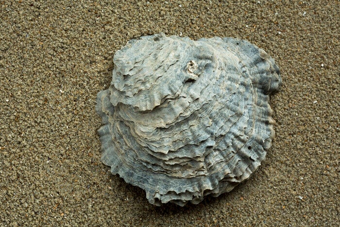 Native Oyster