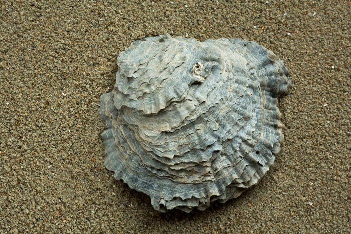 Native Oyster