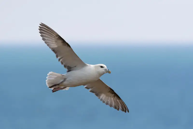 Fulmar