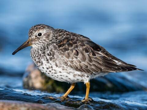 Purple Sandpiper