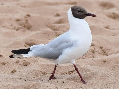 Black Headed Gull