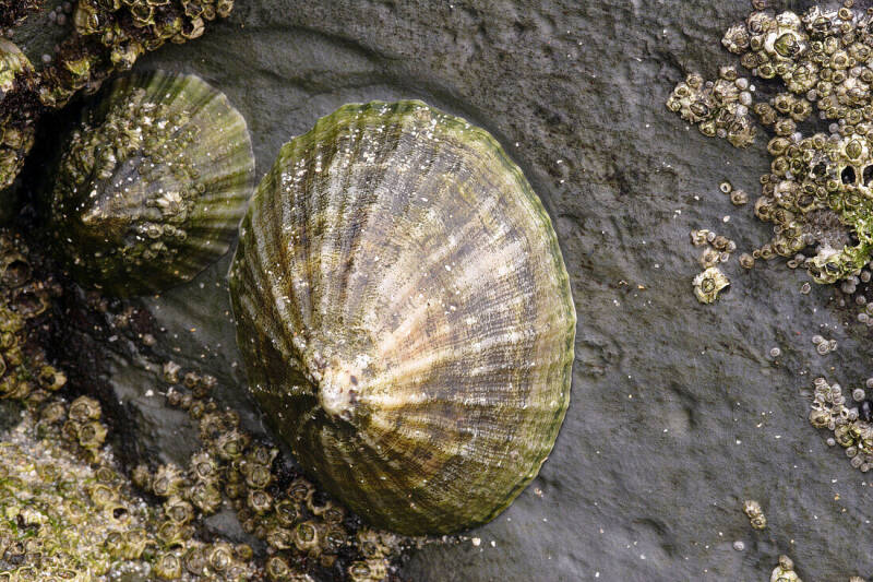 Limpet