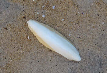 Cuttlefish Bone