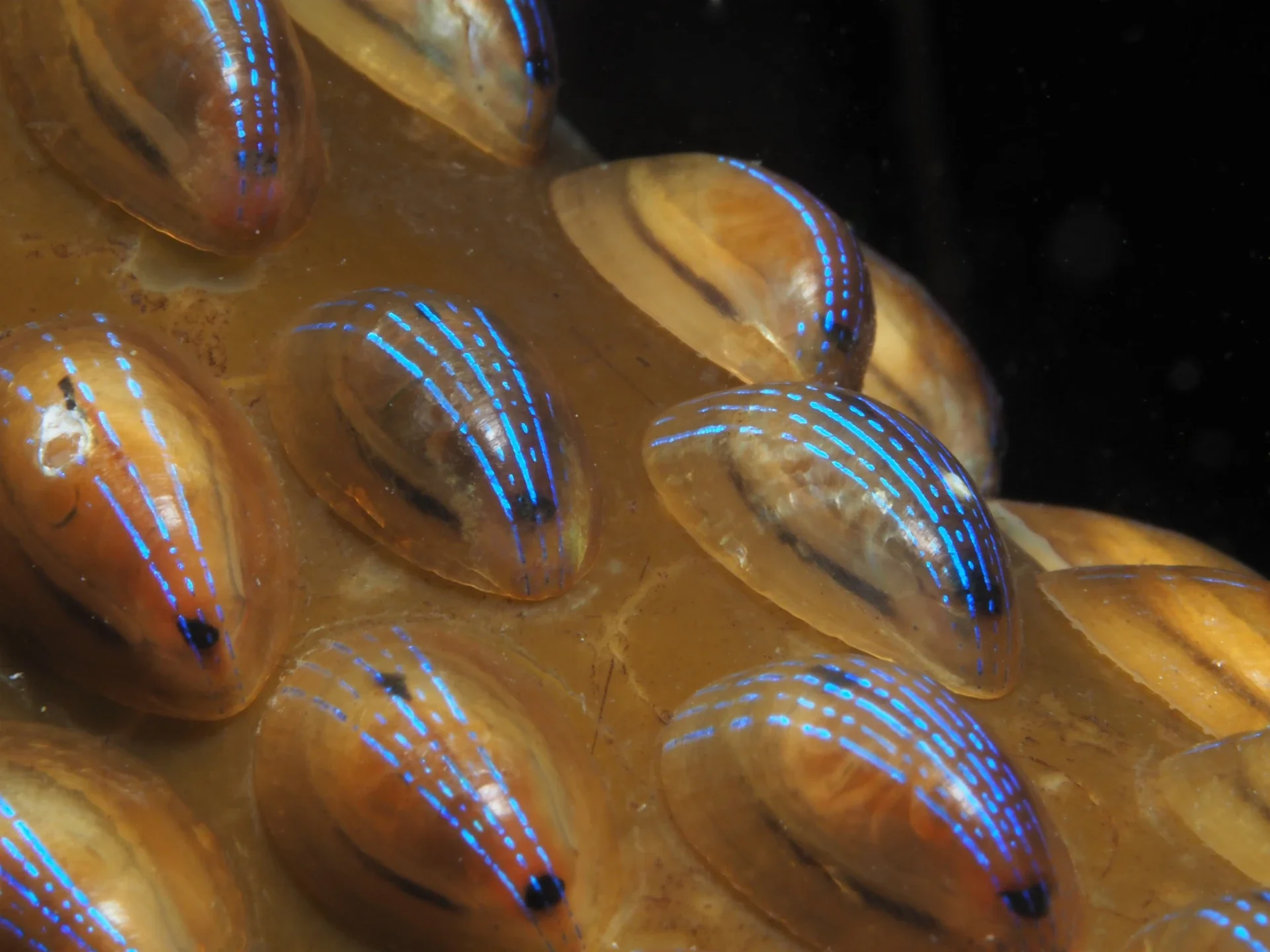 Blue-rayed Limpet