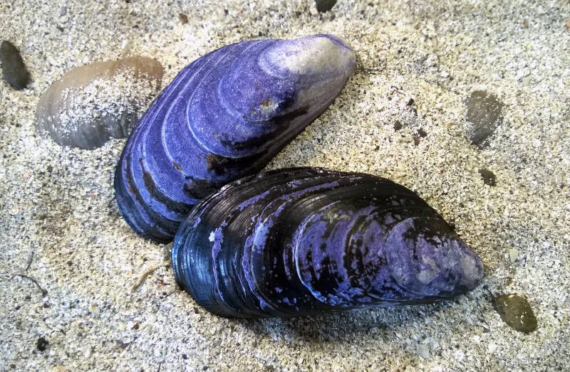 Common Mussel
