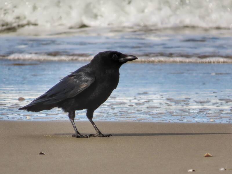 Crow