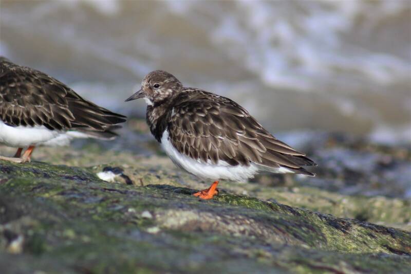 Turnstone