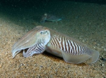 Cuttlefish Bone