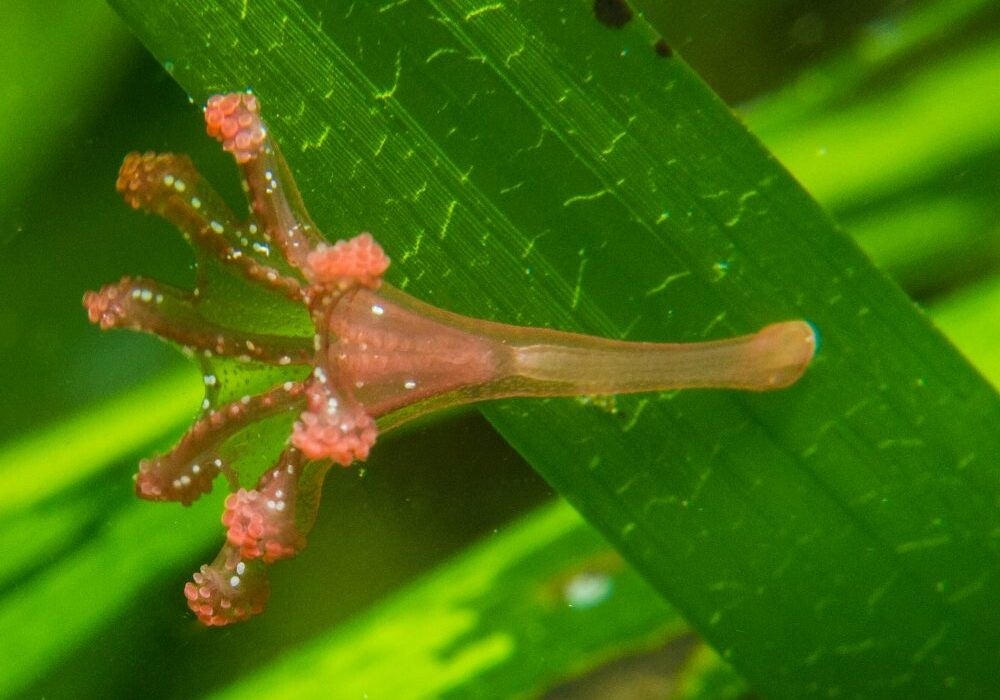 Stalked Jellyfish