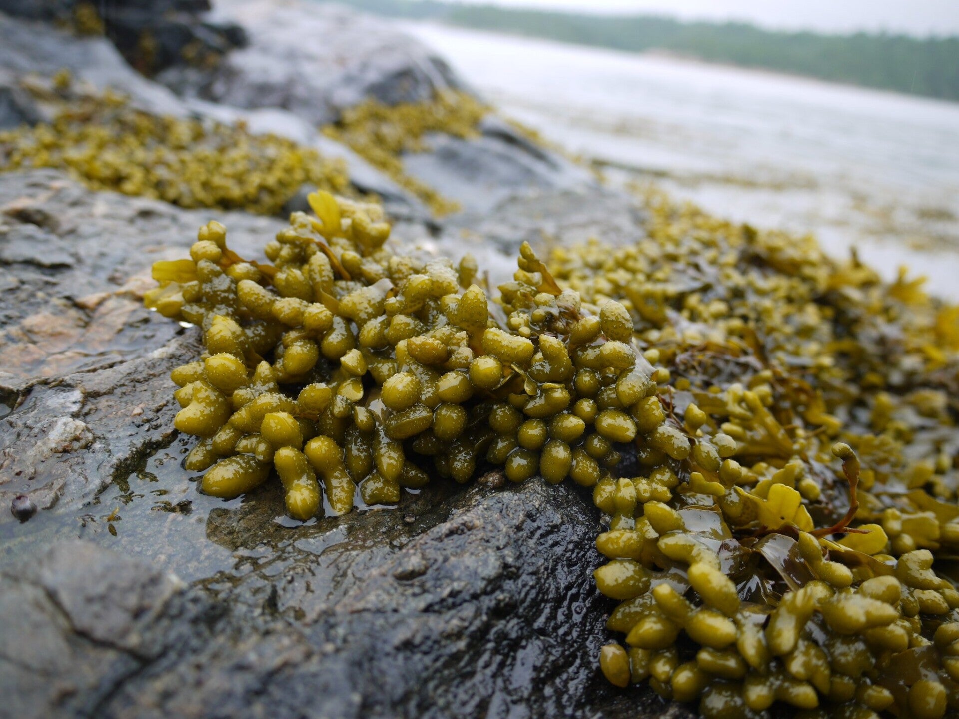 Bladder Wrack