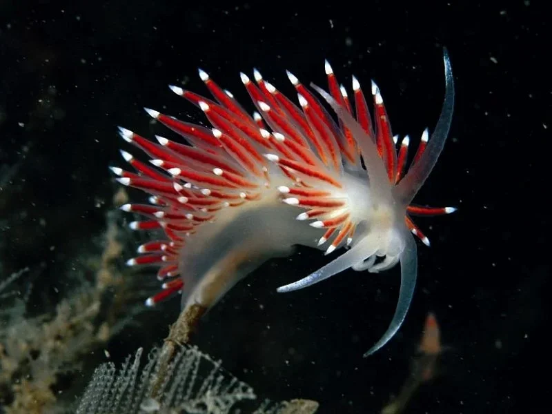 Sea Slug