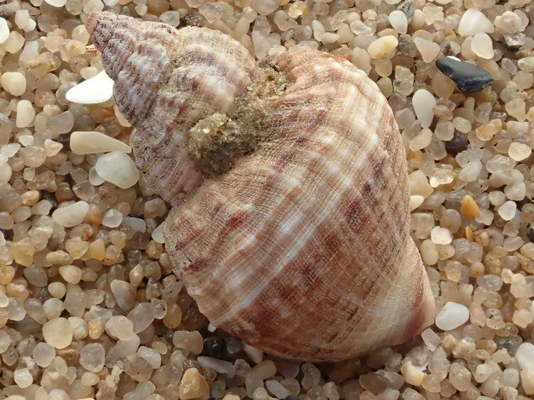 Common Whelk