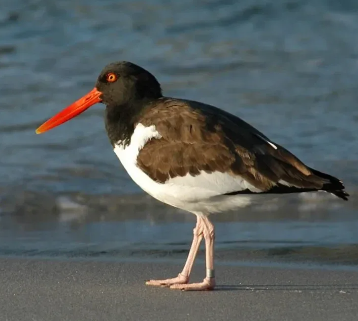 Oystercatcher