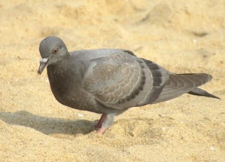 Pigeon