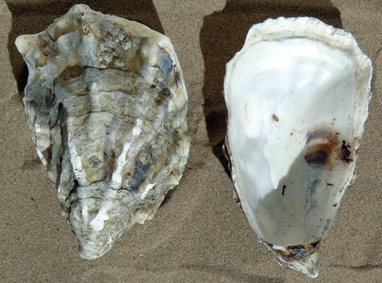 Pacific Oyster