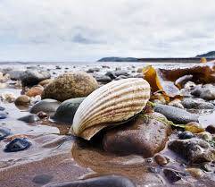 Queen Scallop