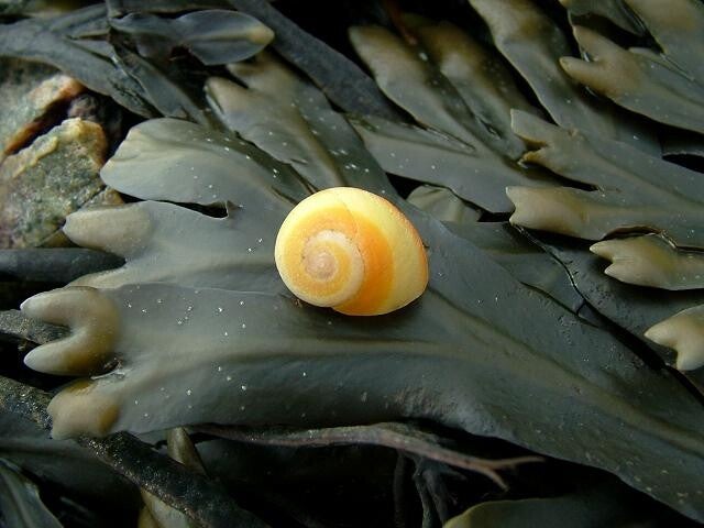 Flat Periwinkle